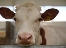 Потерявшим скот сельчанам в Акмолинской области выплатили 17,9 млн тенге