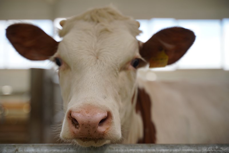 Потерявшим скот сельчанам в Акмолинской области выплатили 17,9 млн тенге