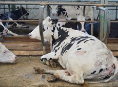 Казахстанские компании начнут экспорт шкур КРС в Китай