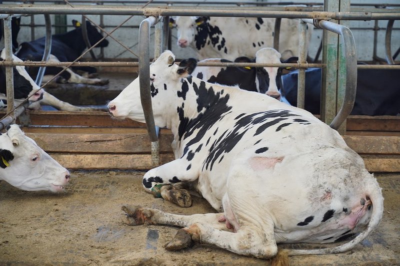 Казахстанские компании начнут экспорт шкур КРС в Китай
