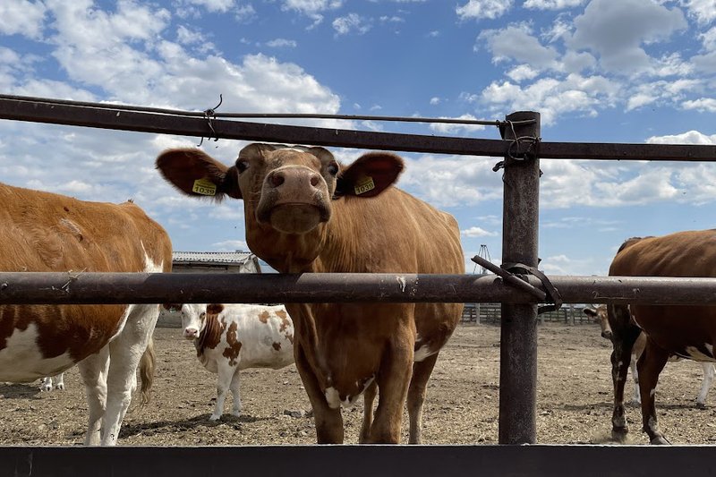 Карагандинские крестьянские хозяйства начали выдачу товарных кредитов