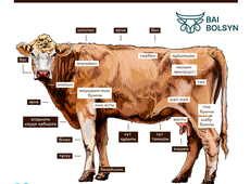 Как сказать по-казахски «корова»? Животноводческий атлас Казахстана: говядина