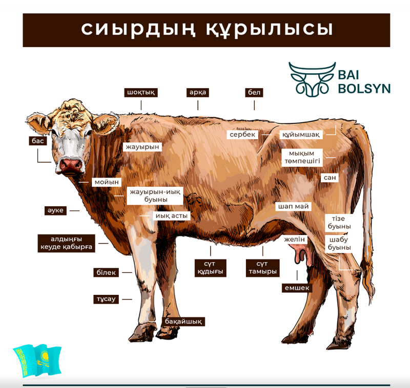 Қазақша «корова» деп қалай айтуға болады? Қазақстанның мал шаруашылығы атласы: сиыр еті