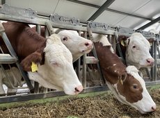 В Костанайской области проведут тотальную инвентаризацию скота