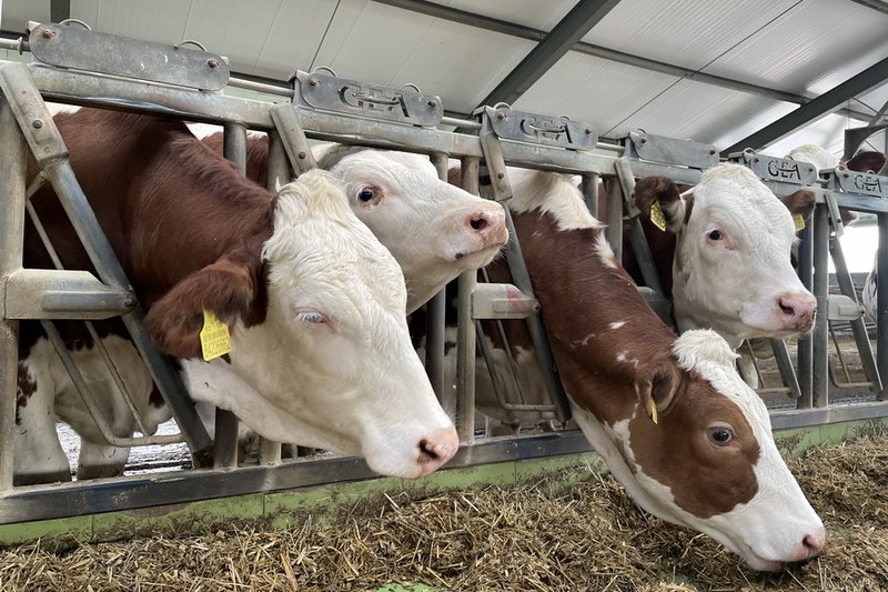 В Костанайской области проведут тотальную инвентаризацию скота