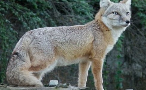 Корсак (Tartar fox)