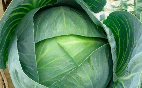 Капуста белокочанная сорт Корсума РЦ