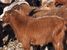 Казахстан намерен закупить в Монголии 500 тыс. коз