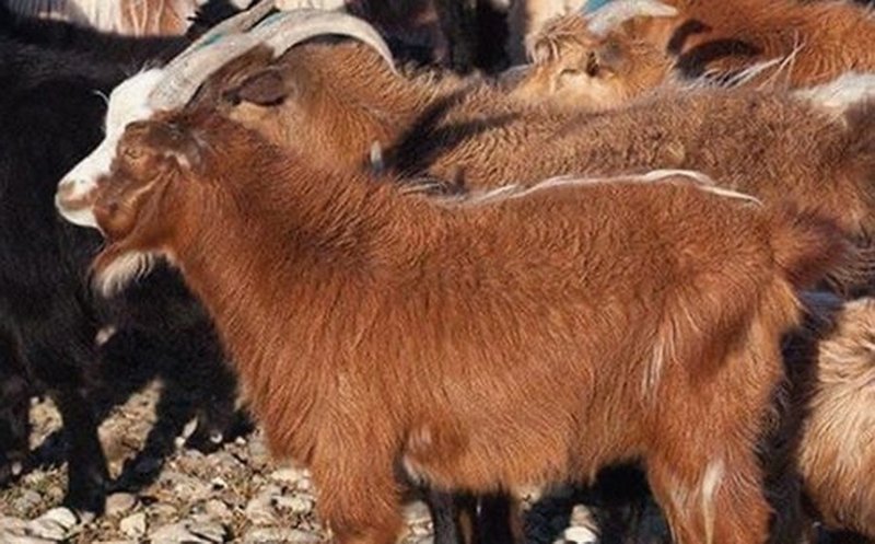 Казахстан намерен закупить в Монголии 500 тыс. коз