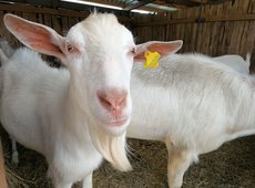 Кто и в каких регионах выращивает коз в Казахстане?