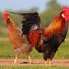 Красношапочные куры (Red-capped chickens)