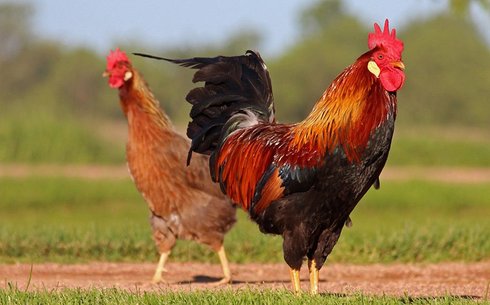 Красношапочные куры (Red-capped chickens)