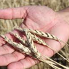 Пшеница сорта Красноуральская