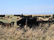 Мясной кластер создают в области Абай