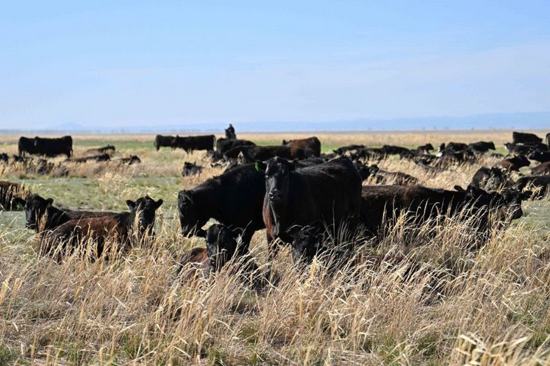 Мясной кластер создают в области Абай
