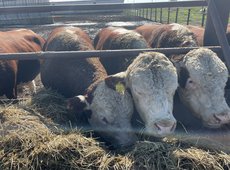 Прием заявок по «Ауыл аманаты» возобновили в Восточном Казахстане