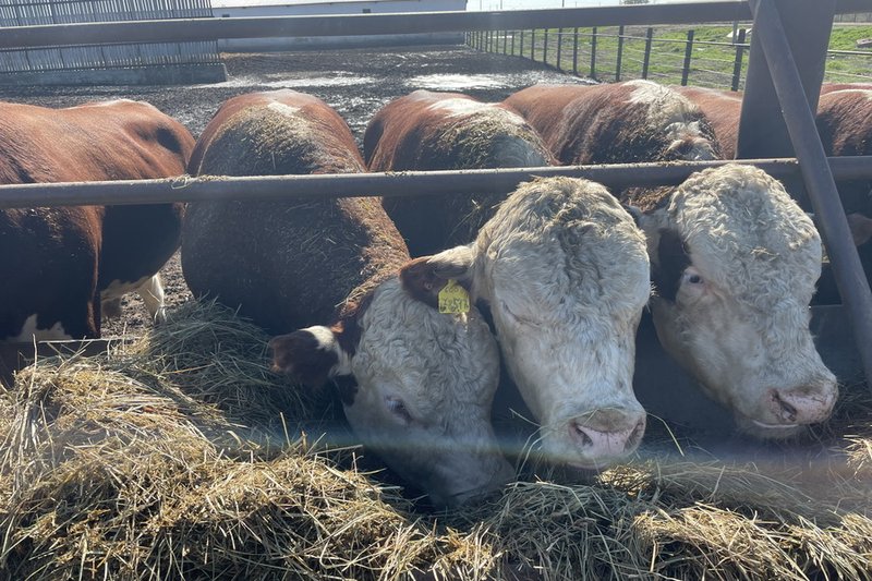 Костанайских фермеров штрафуют за неучтенный скот