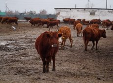 Крупный мясной кластер сформируют в Акмолинской области