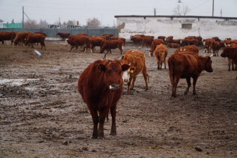 Крупный мясной кластер сформируют в Акмолинской области