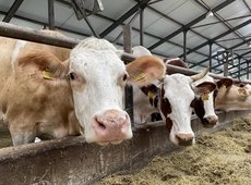 Застраховавшим сельхозживотных фермерам выплатили более 42 млн тенге