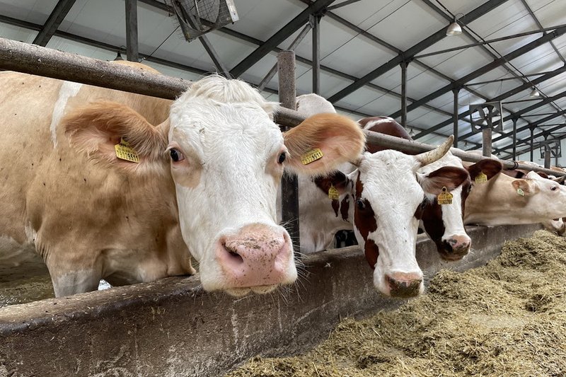 Застраховавшим сельхозживотных фермерам выплатили более 42 млн тенге