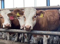 Фермеров в Казахстане штрафуют за нарушения правил идентификации скота