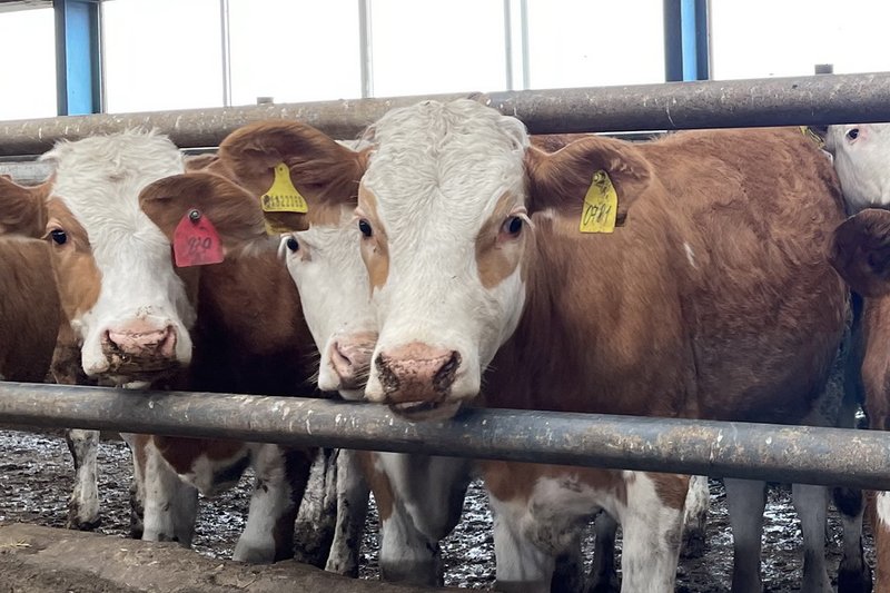 Фермеров в Казахстане штрафуют за нарушения правил идентификации скота