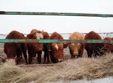 Более 4 тыс. голов КРС завезли для мясного кластера в Акмолинской области