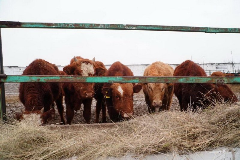 Более 4 тыс. голов КРС завезли для мясного кластера в Акмолинской области
