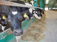 Новый запрет на вывоз маточного поголовья введен в Казахстане