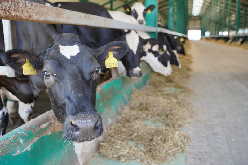 Новый запрет на вывоз маточного поголовья введен в Казахстане