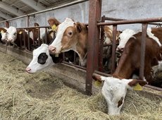 Страхование в животноводстве в Казахстане ведется круглый год