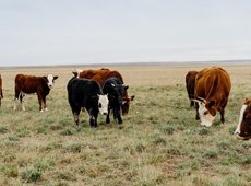 Қарағанды облысында эмкардың өршуіне байланысты карантин енгізілді