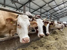 Субсидии на племенной скот увеличил Минсельхоз