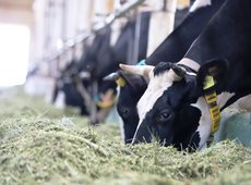 АКК возобновила приём заявок на субсидирование страхования в животноводстве