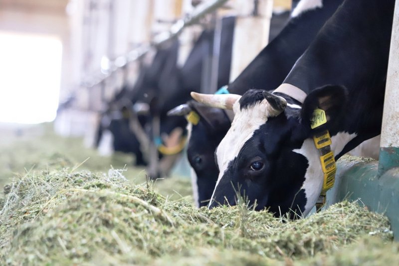 АКК возобновила приём заявок на субсидирование страхования в животноводстве