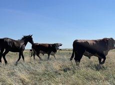 219 тыс. га пастбищ изъяли в Туркестанской области