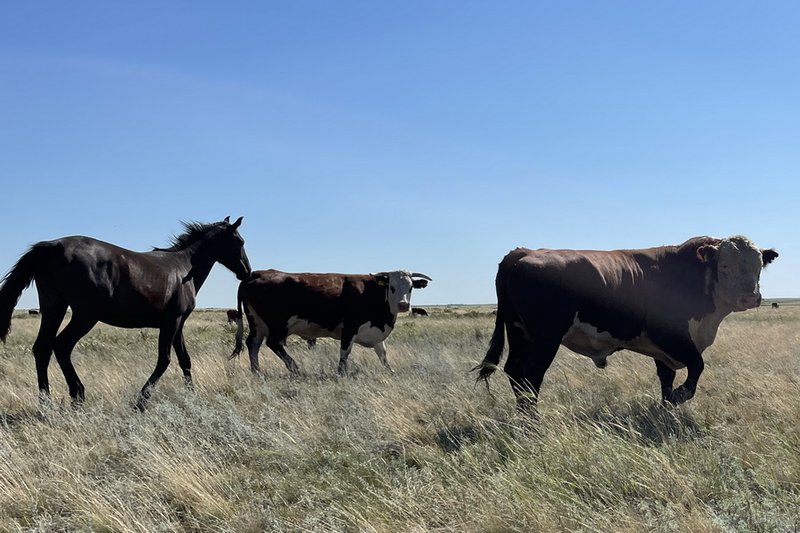 219 тыс. га пастбищ изъяли в Туркестанской области