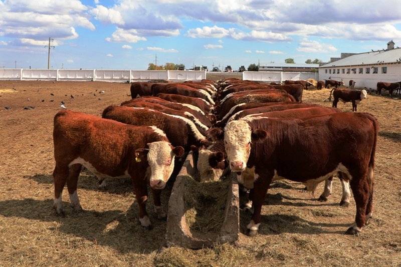 Более 200 убойных пунктов построят в Казахстане в 2025 году