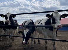 В Казахстане вакантно более 500 мест ветеринарных специалистов