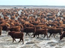 Почти 1,5 тыс. голов КРС калмыцкой породы завезли в Сузакский район
