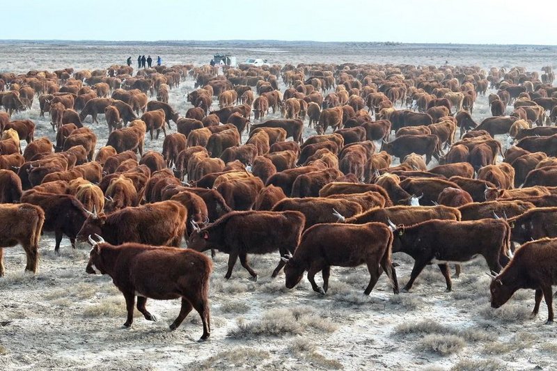Почти 1,5 тыс. голов КРС калмыцкой породы завезли в Сузакский район