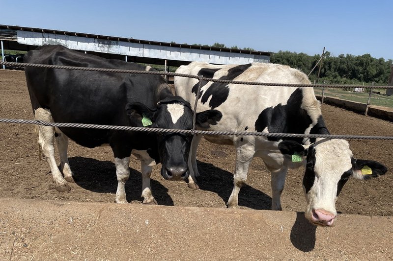 В Северном Казахстане приняли заявки на 1,3 млрд тенге по «Ауыл аманаты»