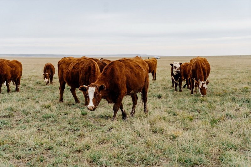Программу кредитования животноводства на 50 млрд тенге запустят в Казахстане