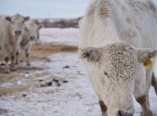 В Казахстане за три дня задержали 12 групп скотокрадов
