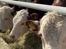 Откормплощадку на 5 тыс. голов КРС запустили в области Абай