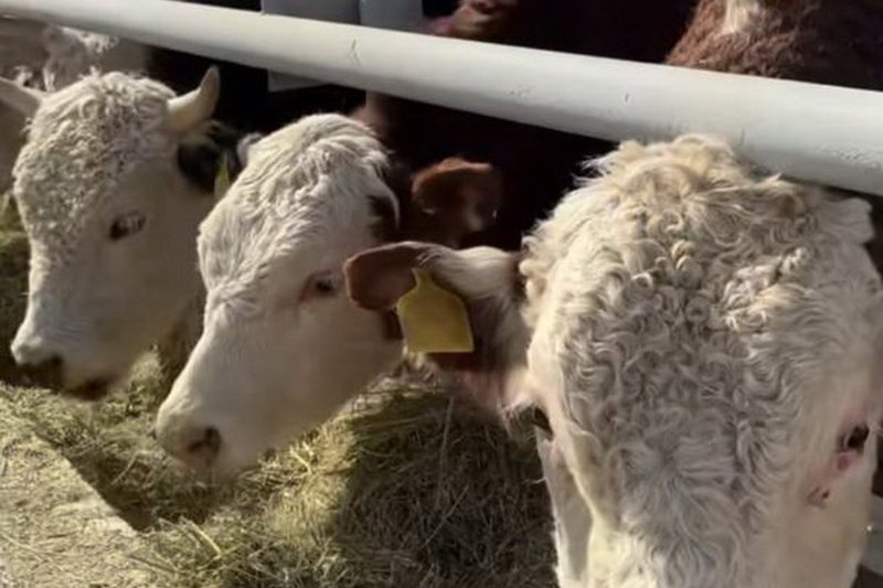 Откормплощадку на 5 тыс. голов КРС запустили в области Абай