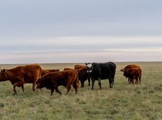 В Казахстане продлены ограничения на вывоз скота