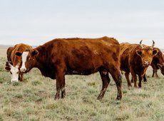 Квоты на экспорт говядины вводятся до конца года