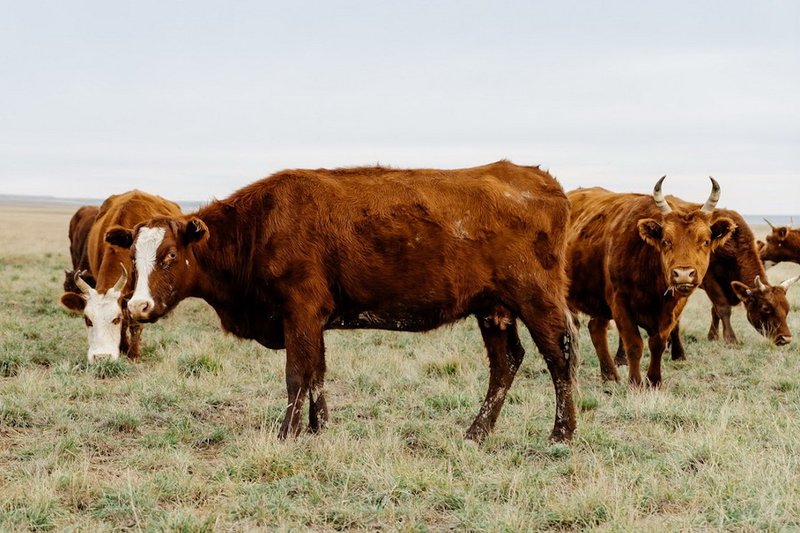 Квоты на экспорт говядины вводятся до конца года